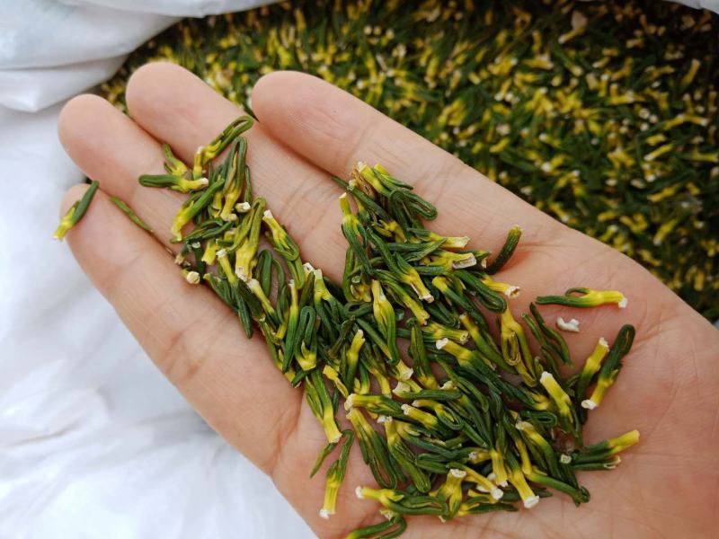 红白莲子心莲芯莲心茶莲子芯茶莲心干货