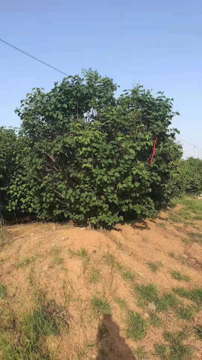 河南供应精品超大规格丛生紫丁香1.5米～5米高