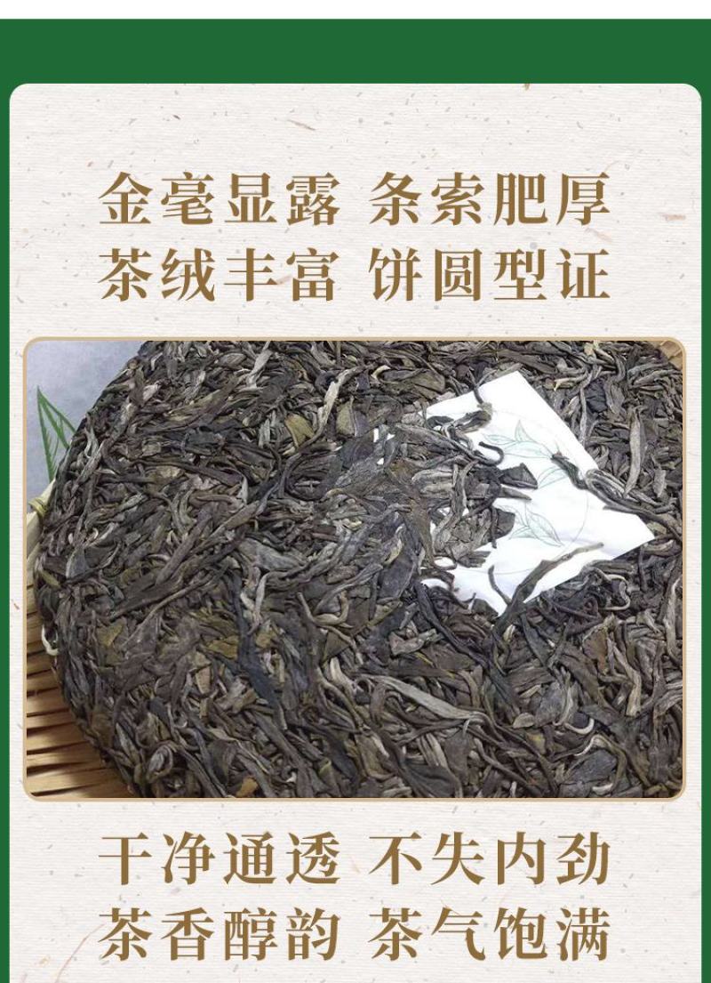 包装茶农新款自产年大叶种头春大树乔木日晒普洱生茶白茶20