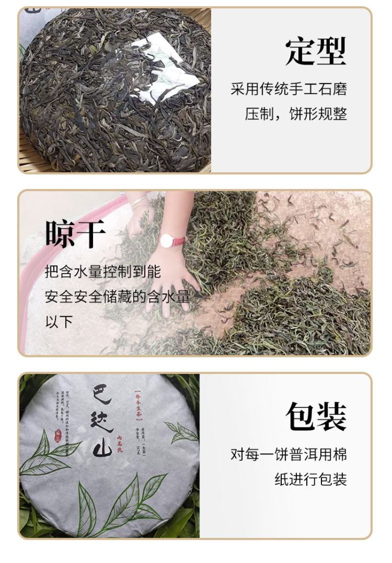 包装茶农新款自产年大叶种头春大树乔木日晒普洱生茶白茶20