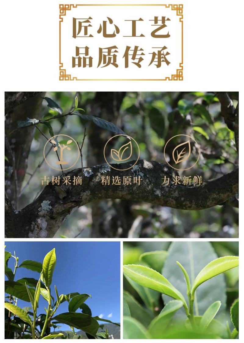 包装茶农新款自产年大叶种头春大树乔木日晒普洱生茶白茶20