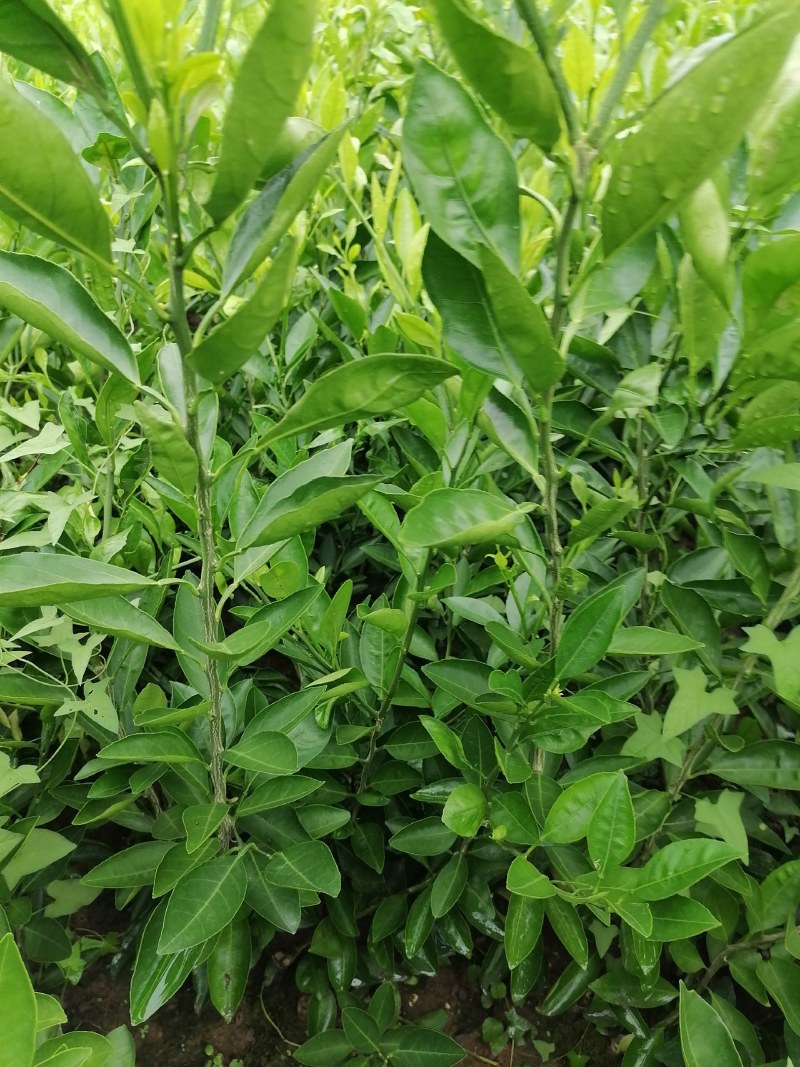 【推荐】四川纽荷尔脐橙苗公分苗土球苗可开检疫证欢迎咨询