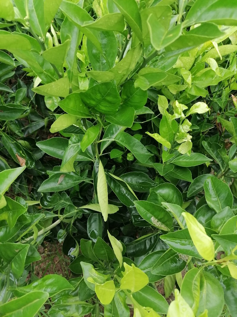 【推荐】四川纽荷尔脐橙苗公分苗土球苗可开检疫证欢迎咨询