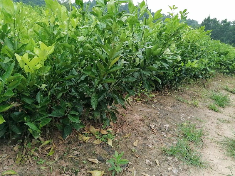 【推荐】四川纽荷尔脐橙苗公分苗土球苗可开检疫证欢迎咨询