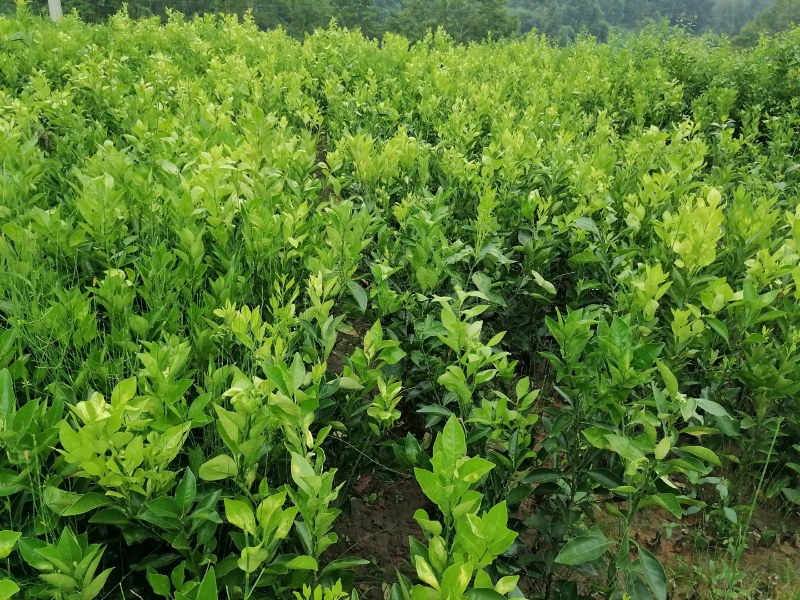 【推荐】四川纽荷尔脐橙苗公分苗土球苗可开检疫证欢迎咨询