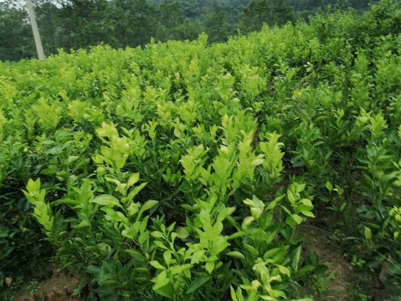【推荐】四川纽荷尔脐橙苗公分苗土球苗可开检疫证欢迎咨询