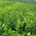 【推荐】四川纽荷尔脐橙苗公分苗土球苗可开检疫证欢迎咨询