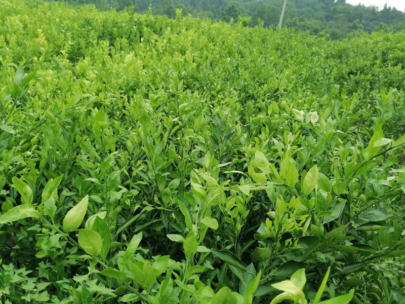 【推荐】四川纽荷尔脐橙苗公分苗土球苗可开检疫证欢迎咨询
