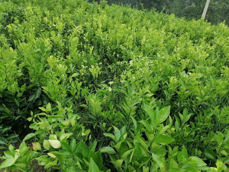 【推荐】四川纽荷尔脐橙苗公分苗土球苗可开检疫证欢迎咨询