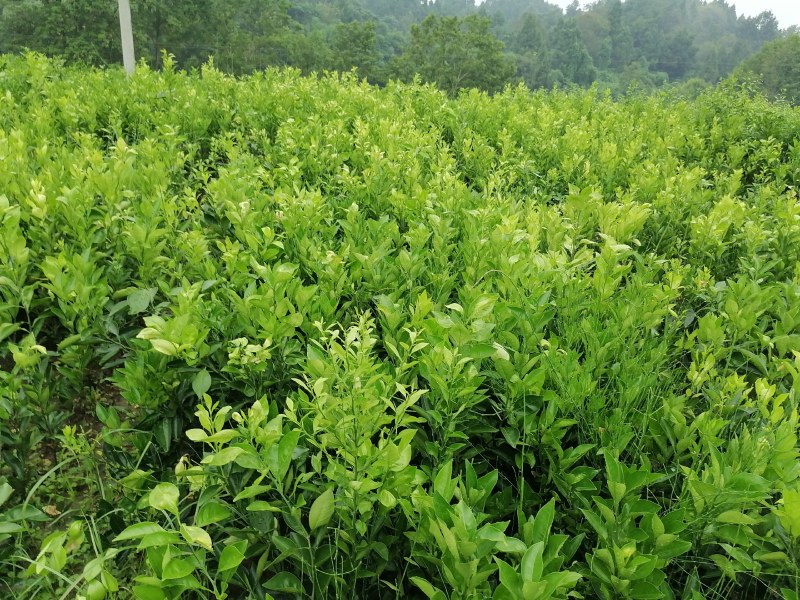 【推荐】四川纽荷尔脐橙苗公分苗土球苗可开检疫证欢迎咨询