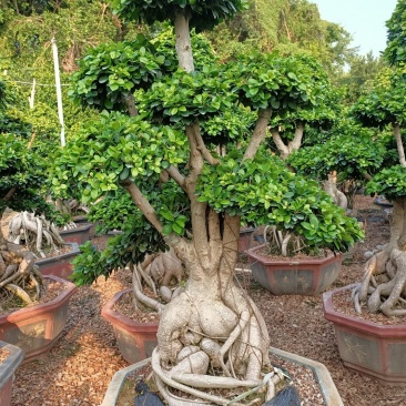 高杆嫁接造型金钱榕树桩头，人参榕树瓜盆景，造型小叶榕桩头