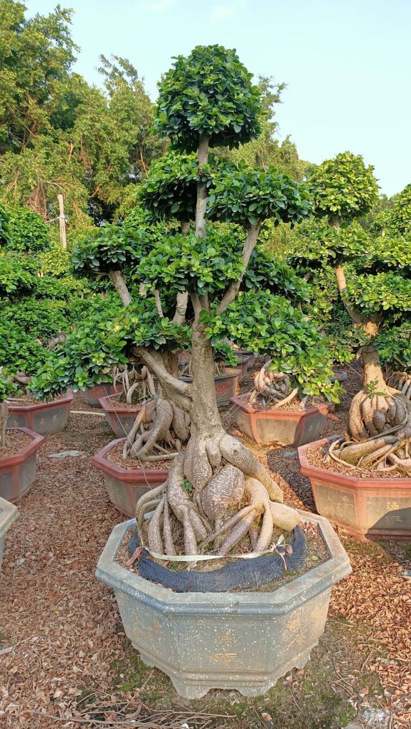 高杆嫁接造型金钱榕树桩头，人参榕树瓜盆景，造型小叶榕桩头
