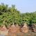高杆嫁接造型金钱榕树桩头，人参榕树瓜盆景，造型小叶榕桩头