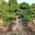高杆嫁接造型金钱榕树桩头，人参榕树瓜盆景，造型小叶榕桩头