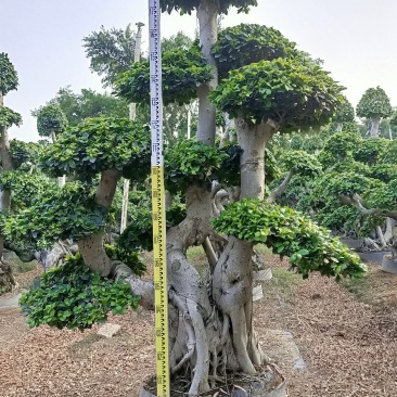 叠根嫁接造型小叶榕桩头，金钱榕树桩景，造型榕树盆景绿化树