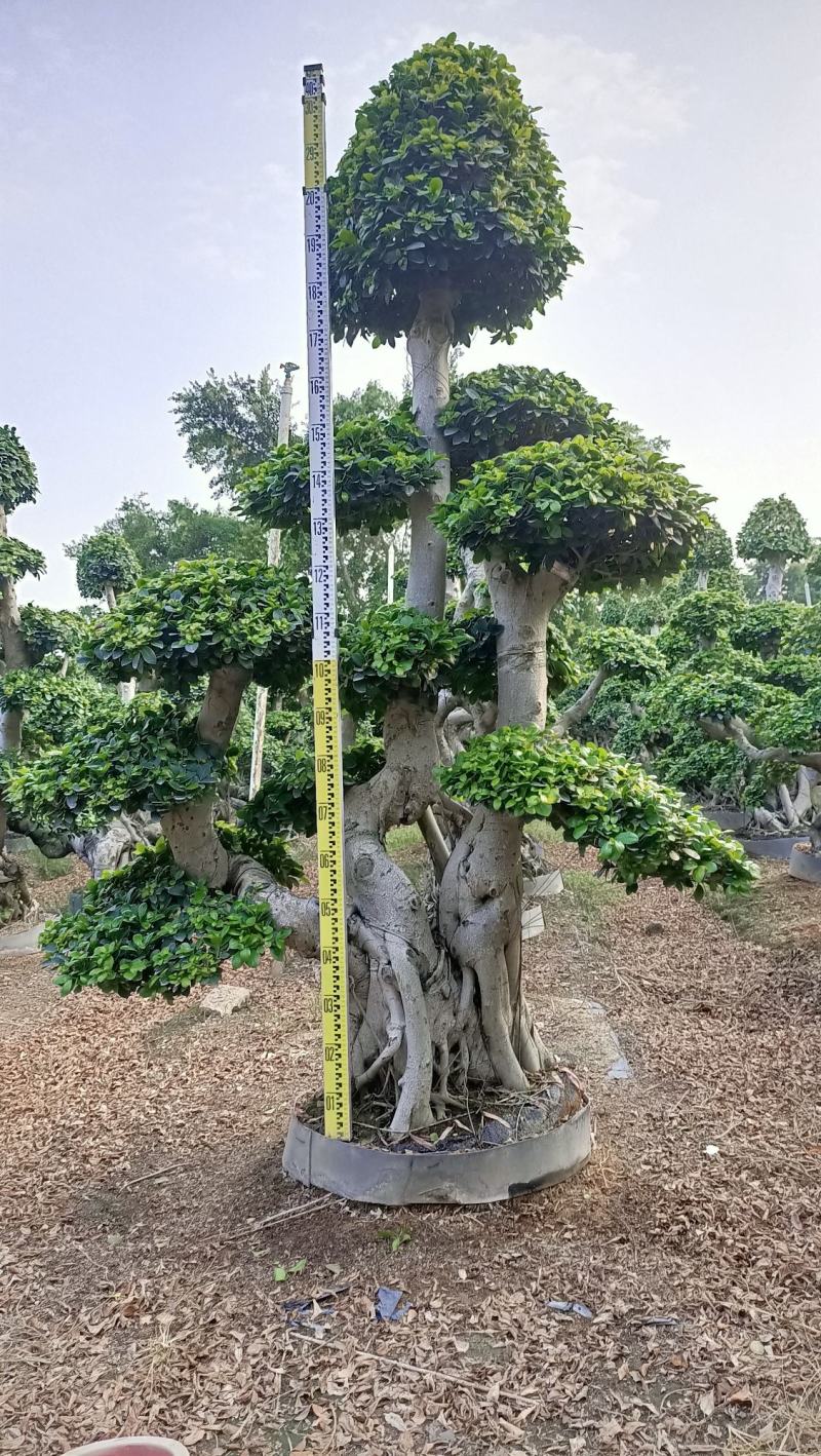 叠根嫁接造型小叶榕桩头，金钱榕树桩景，造型榕树盆景绿化树