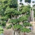 叠根嫁接造型小叶榕桩头，金钱榕树桩景，造型榕树盆景绿化树