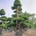 叠根嫁接造型小叶榕桩头，金钱榕树桩景，造型榕树盆景绿化树