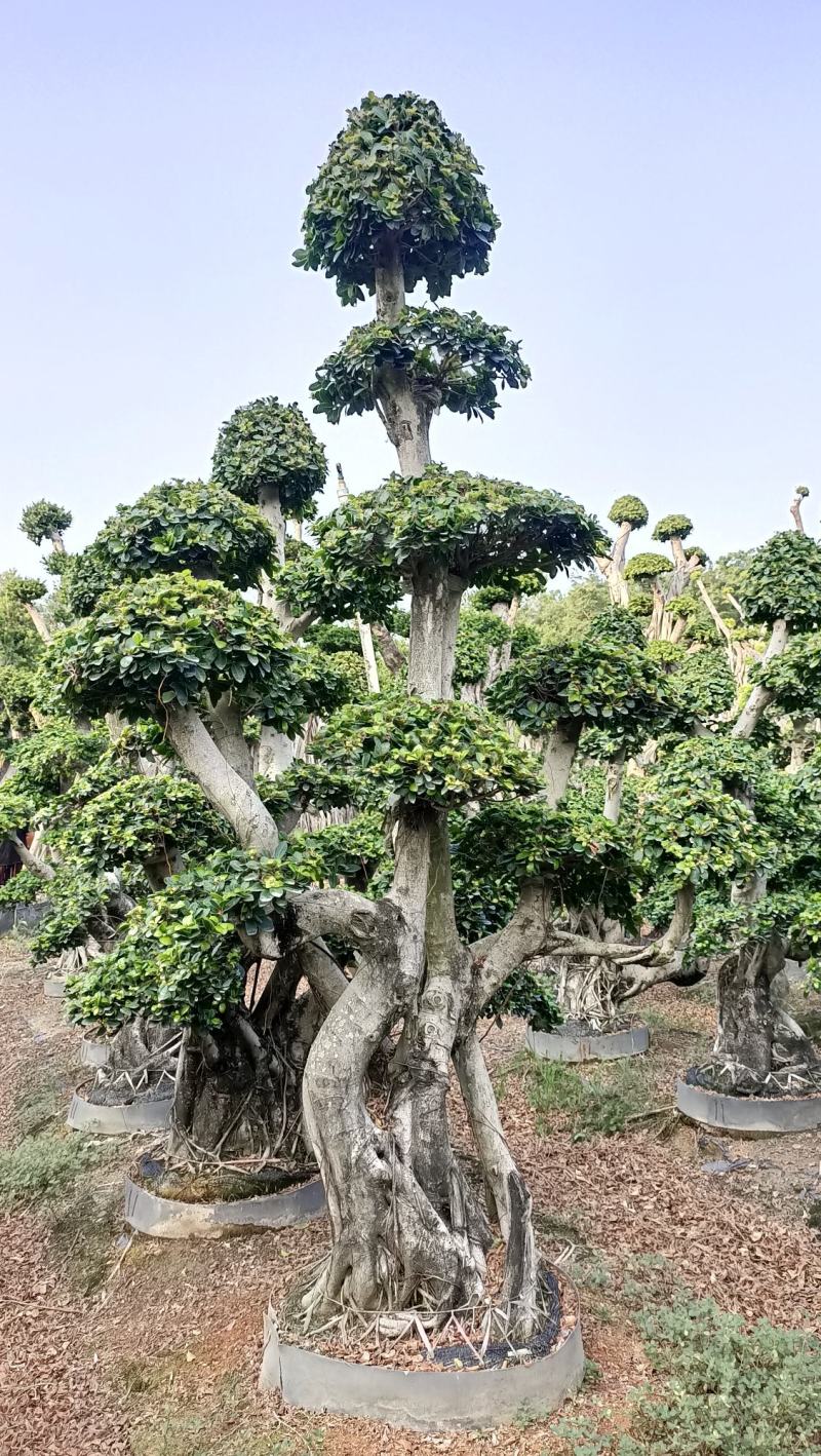 叠根嫁接造型小叶榕桩头，金钱榕树桩景，造型榕树盆景绿化树