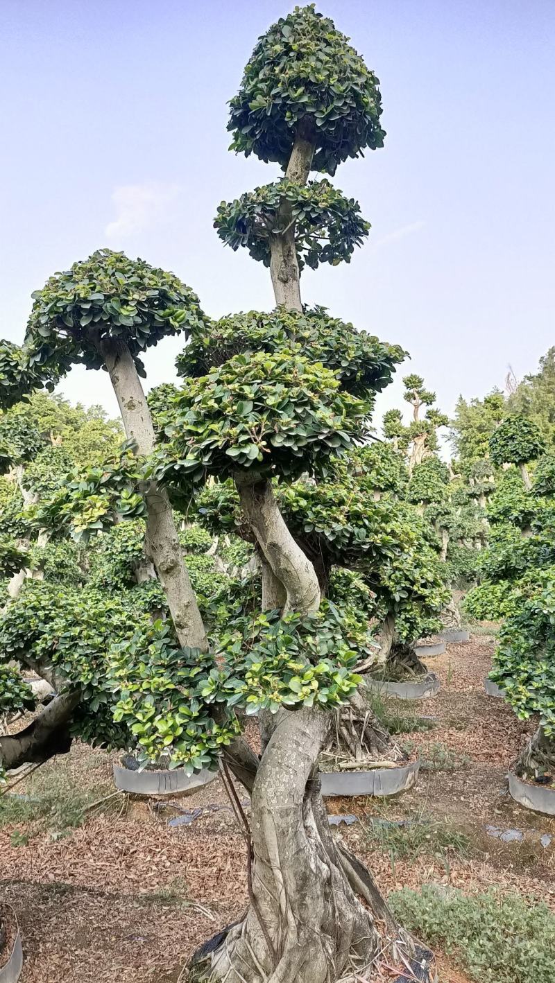 叠根嫁接造型小叶榕桩头，金钱榕树桩景，造型榕树盆景绿化树