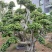 叠根嫁接造型小叶榕桩头，金钱榕树桩景，造型榕树盆景绿化树