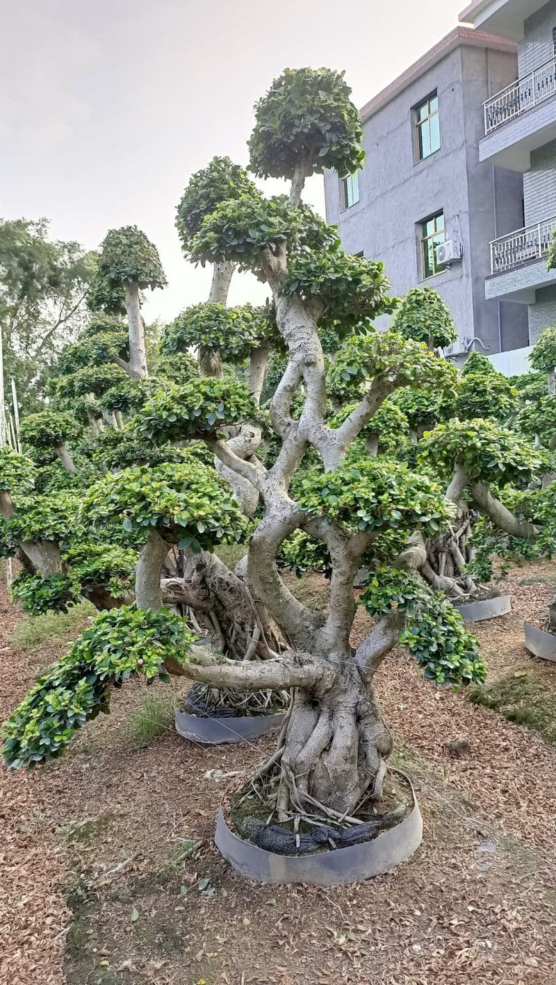 叠根嫁接造型小叶榕桩头，金钱榕树桩景，造型榕树盆景绿化树