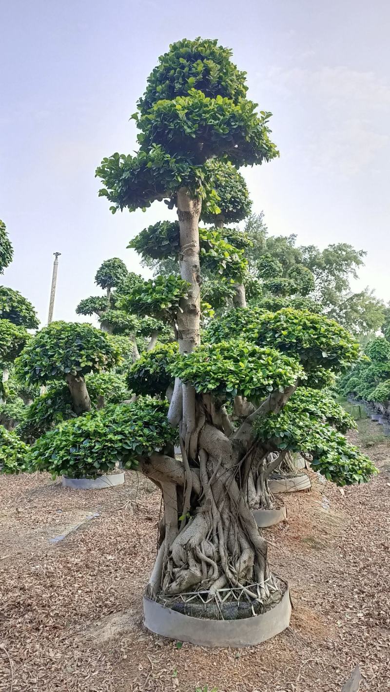 叠根嫁接造型小叶榕桩头，金钱榕树桩景，造型榕树盆景绿化树