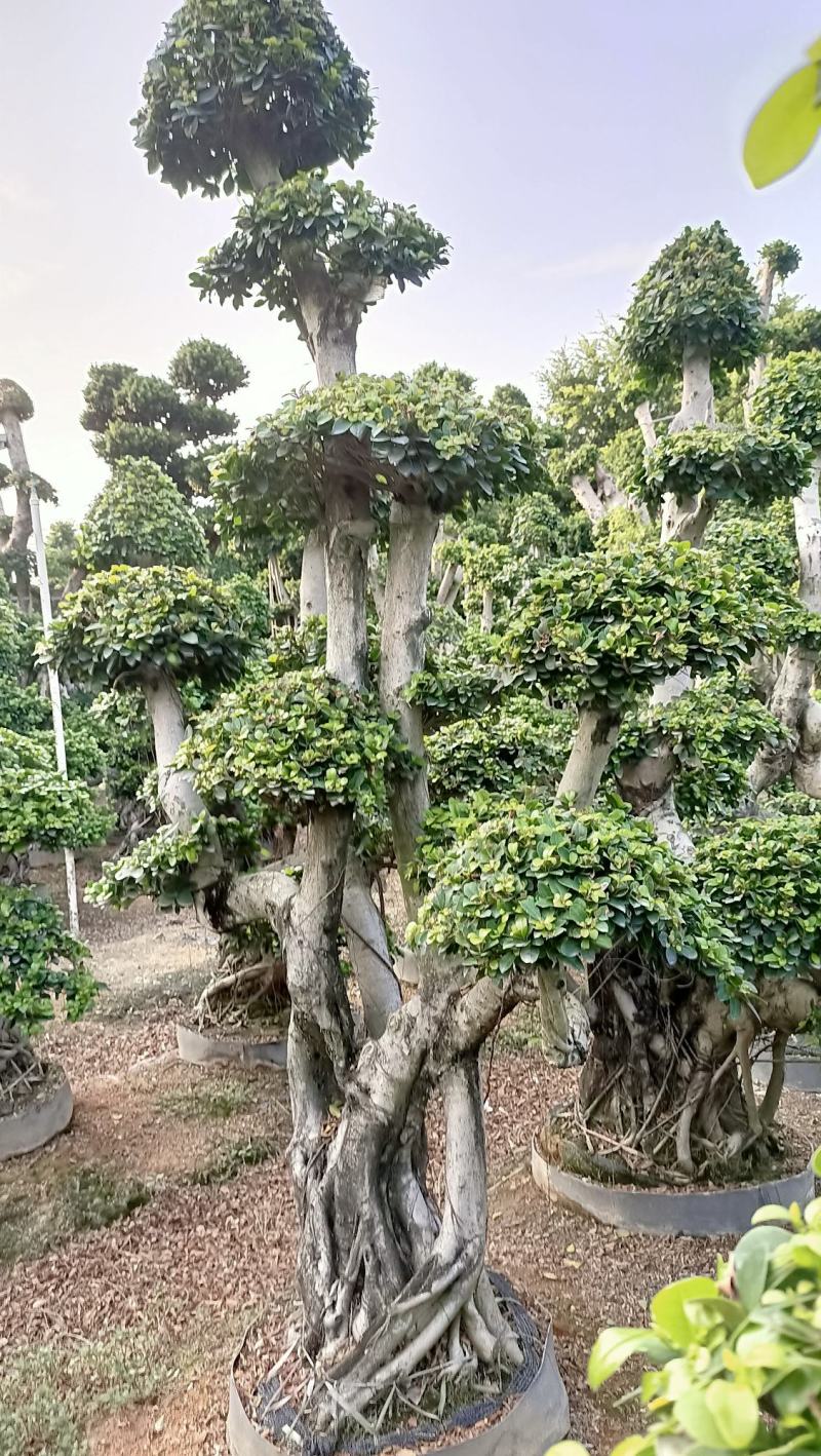 叠根嫁接造型小叶榕桩头，金钱榕树桩景，造型榕树盆景绿化树