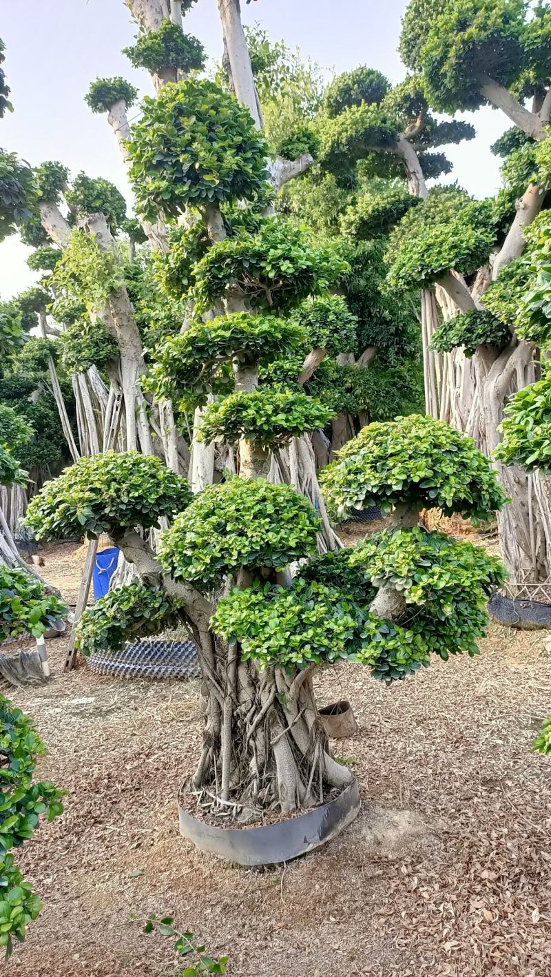 叠根嫁接造型小叶榕桩头，金钱榕树桩景，造型榕树盆景绿化树