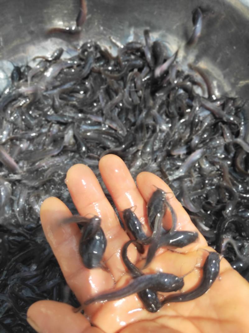 【埃及鱼苗】胡子鲶，苗场直销，货源充足，欢迎采购