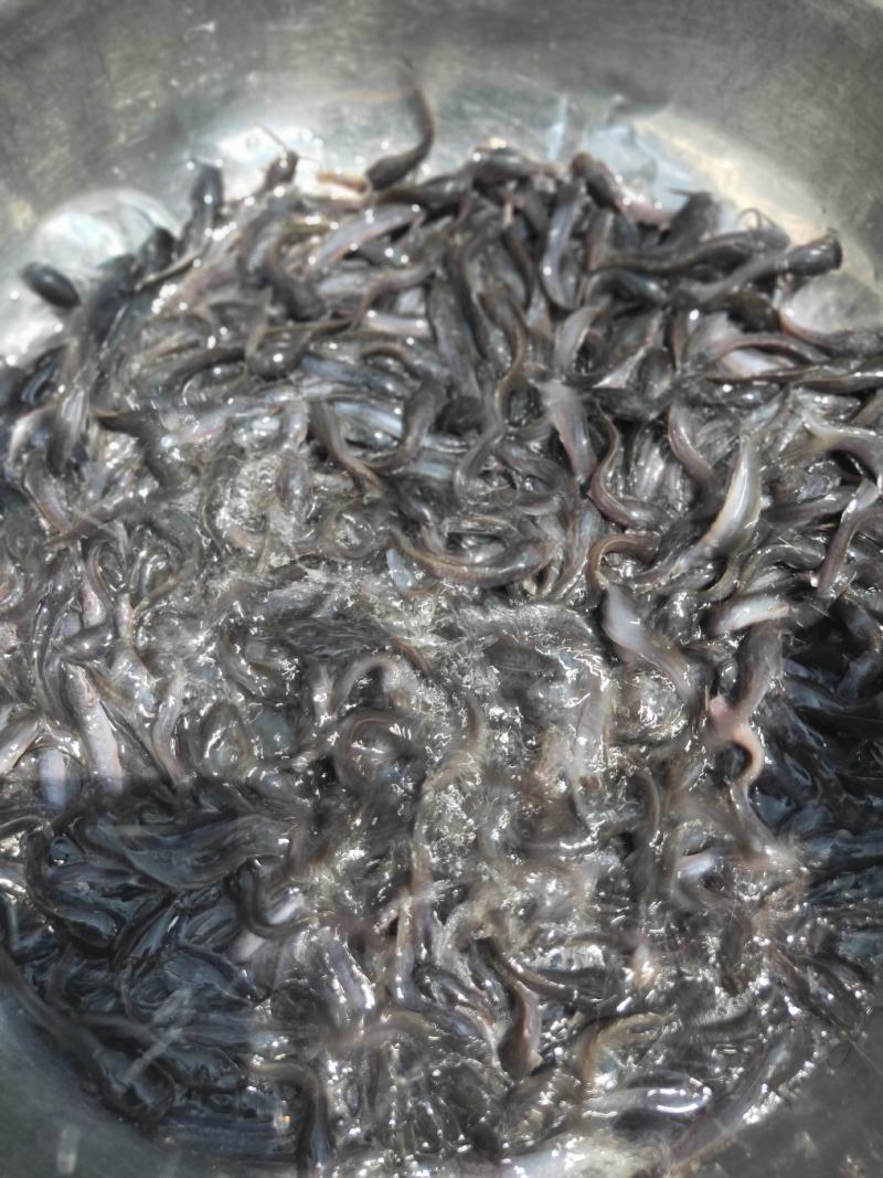 【埃及鱼苗】胡子鲶，苗场直销，货源充足，欢迎采购