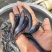 【埃及鱼苗】胡子鲶，苗场直销，货源充足，欢迎采购