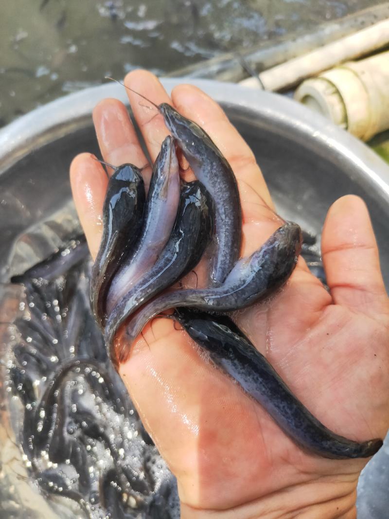 【埃及鱼苗】胡子鲶，苗场直销，货源充足，欢迎采购