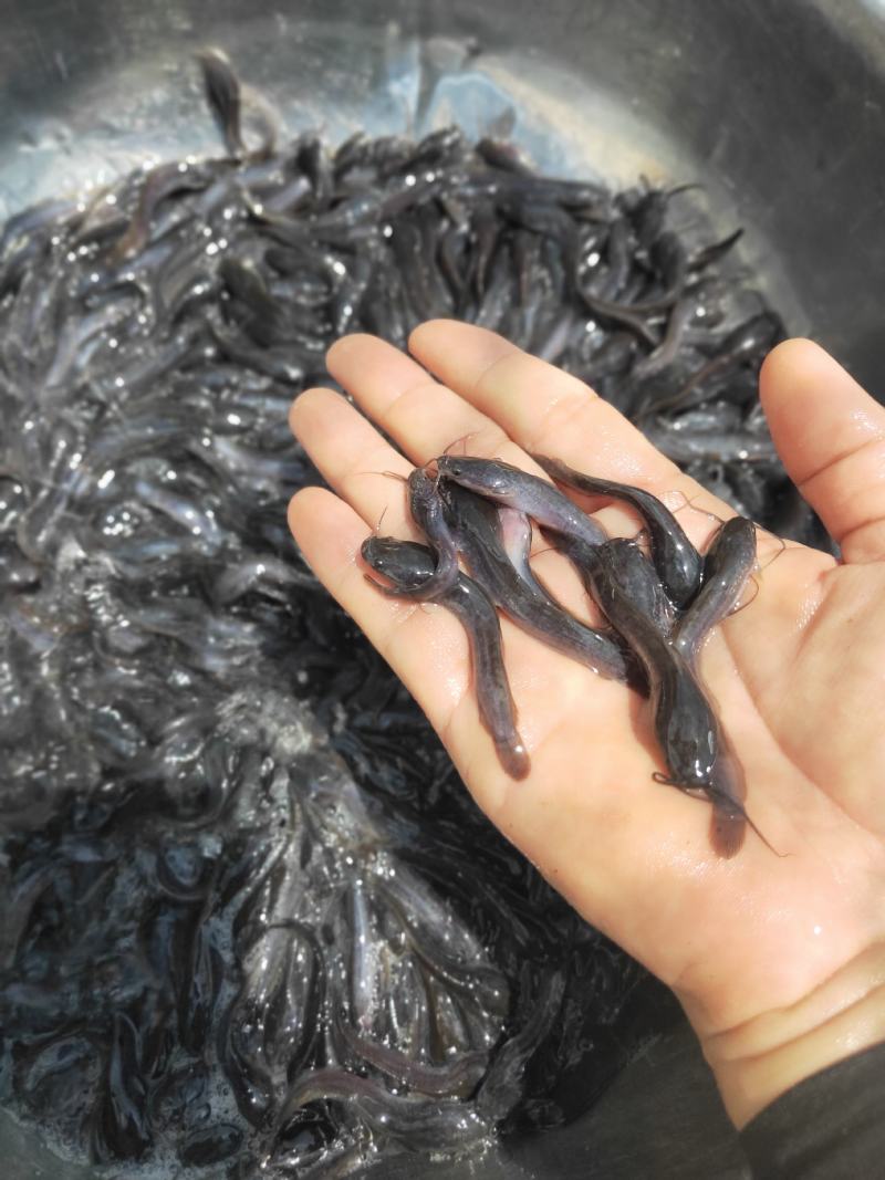 【埃及鱼苗】胡子鲶，苗场直销，货源充足，欢迎采购