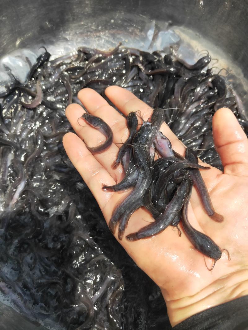 【埃及鱼苗】胡子鲶，苗场直销，货源充足，欢迎采购