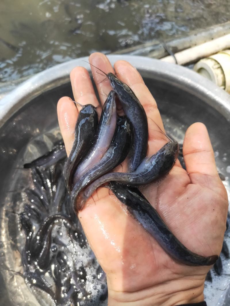 【埃及鱼苗】胡子鲶，苗场直销，货源充足，欢迎采购