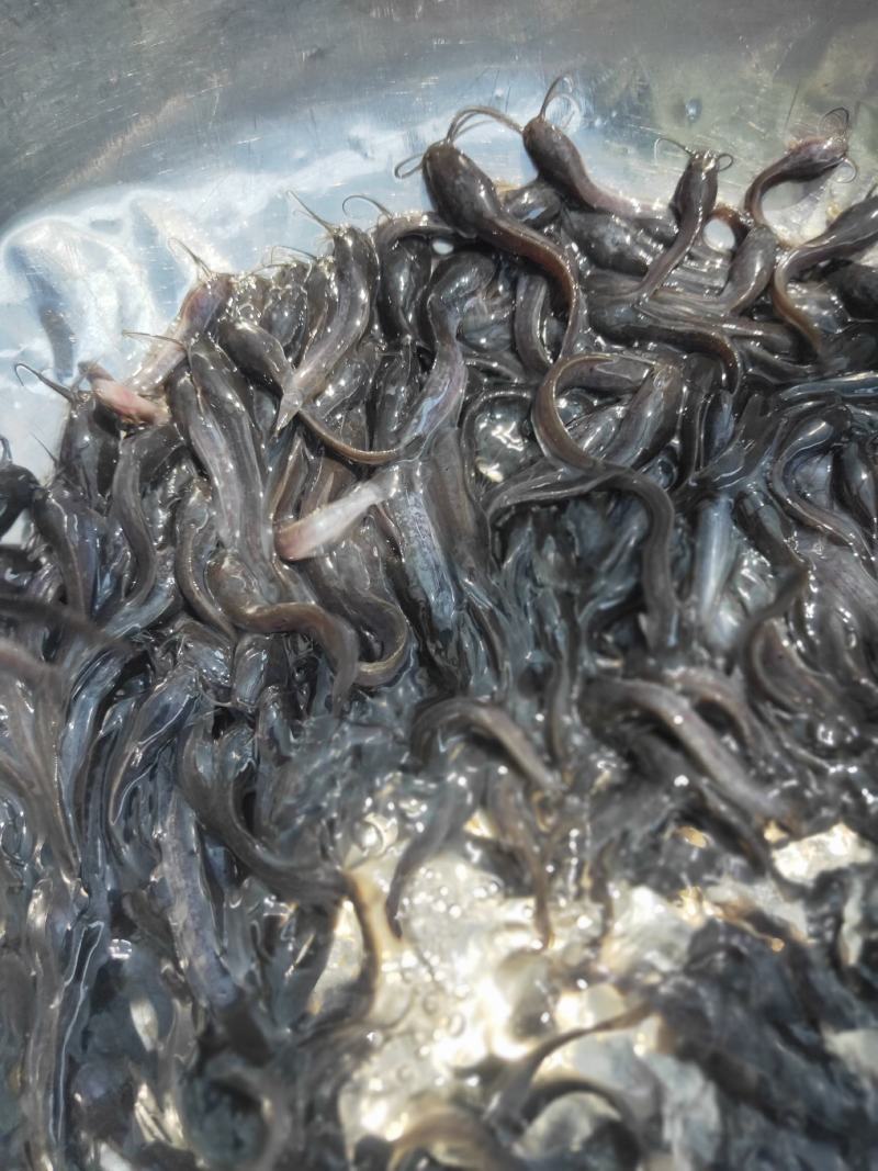 【埃及鱼苗】胡子鲶，苗场直销，货源充足，欢迎采购