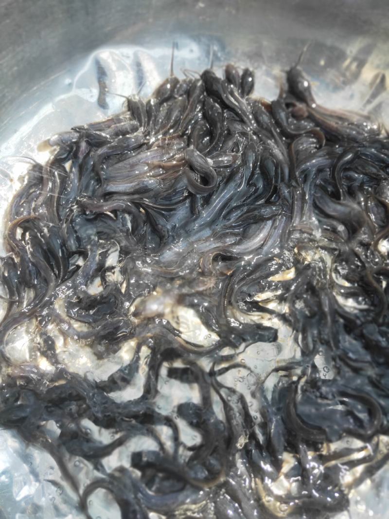 【埃及鱼苗】胡子鲶，苗场直销，货源充足，欢迎采购