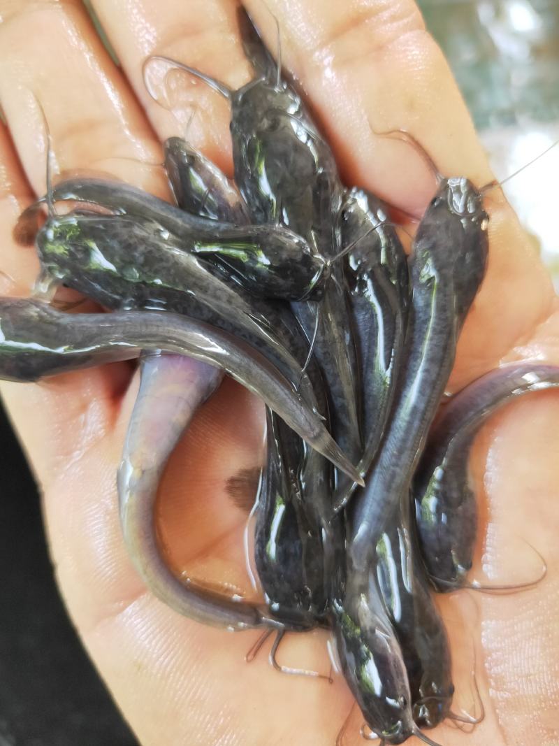 【埃及鱼苗】胡子鲶，苗场直销，货源充足，欢迎采购