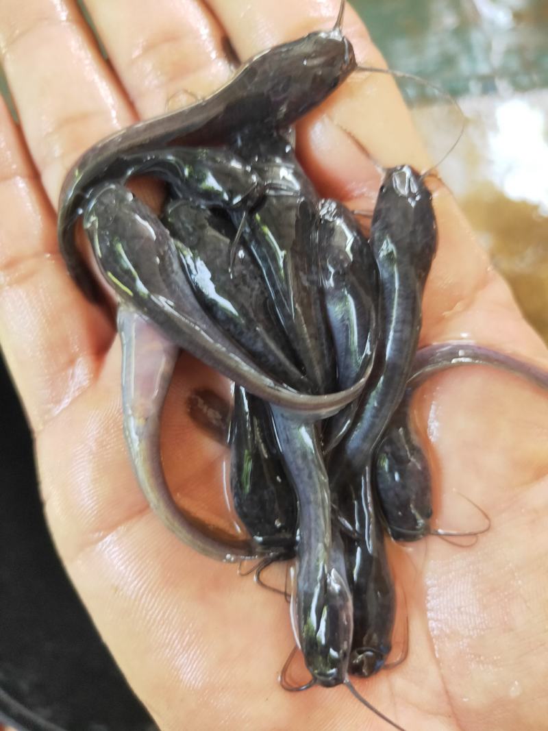 【埃及鱼苗】胡子鲶，苗场直销，货源充足，欢迎采购