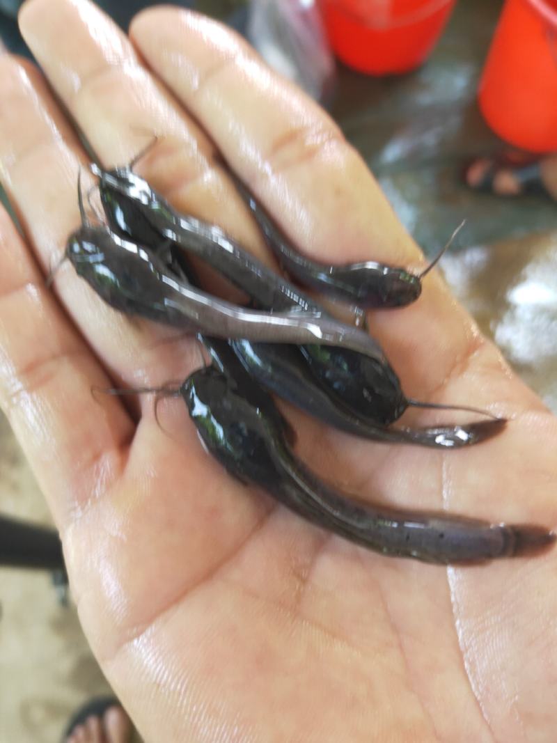 【埃及鱼苗】胡子鲶，苗场直销，货源充足，欢迎采购