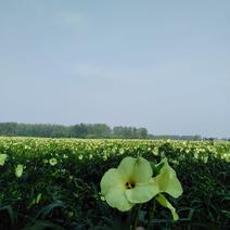 公司专业种植推广订单生产回收黄蜀葵