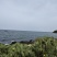 海南野生仙人掌果
