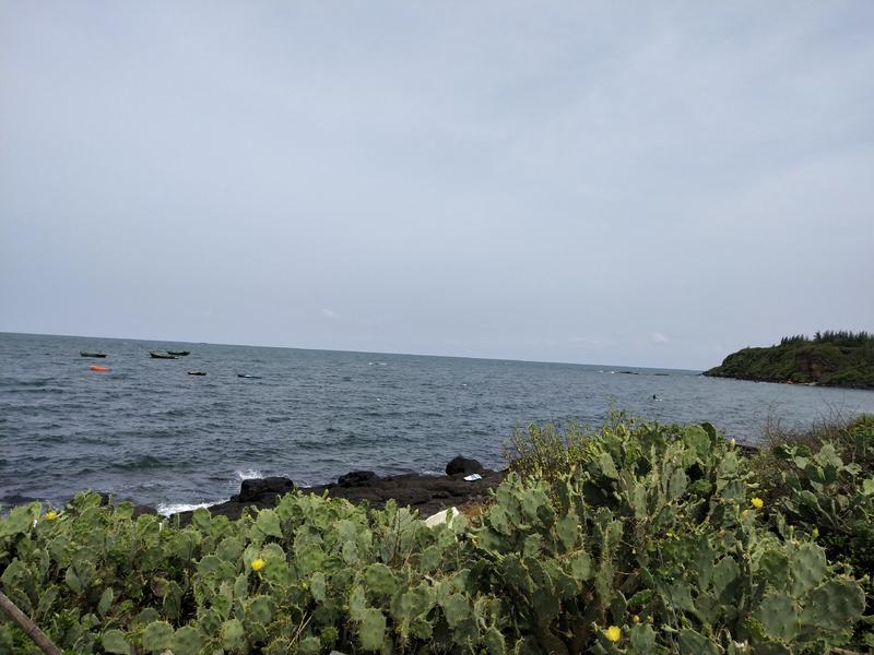 海南野生仙人掌果