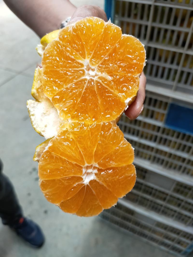 高山特早蜜橘，汁多化渣味甜，果园直供量大从优