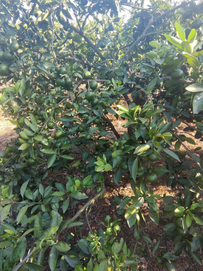 高山特早蜜橘，汁多化渣味甜，果园直供量大从优