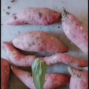 红薯，西瓜红红薯，大型种植基地直供