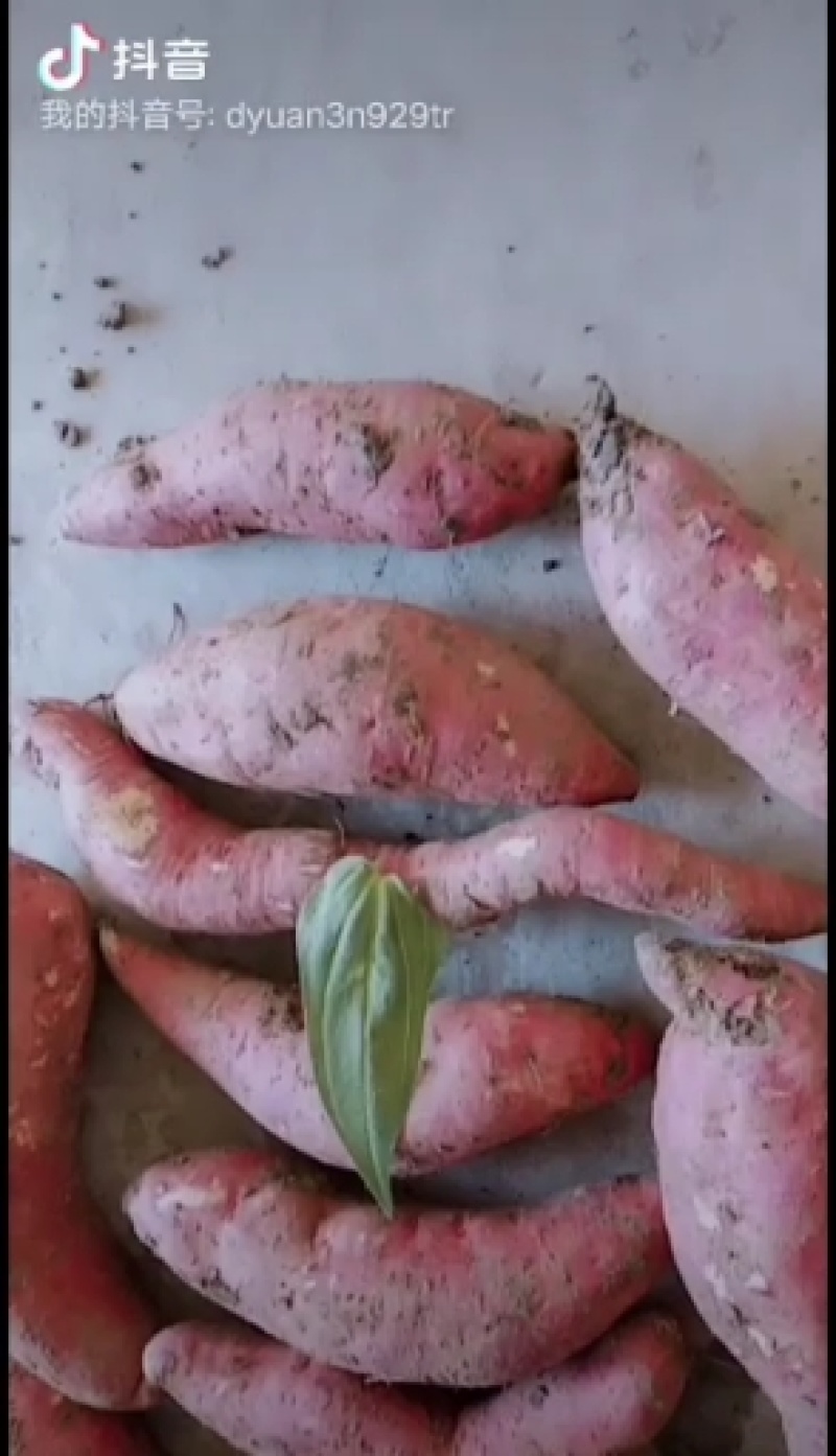红薯，西瓜红红薯，大型种植基地直供