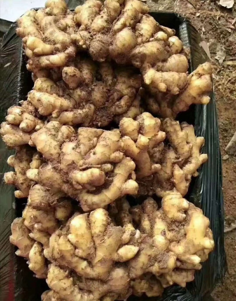 【拼实力】，精品黄姜产地一手货源货源充足！质量始终如一！