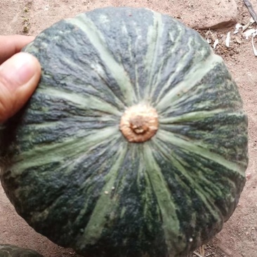 板栗南瓜，青菜，娃娃菜，洋葱